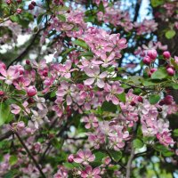 Яблоньки цветут :: Татьяна Машошина