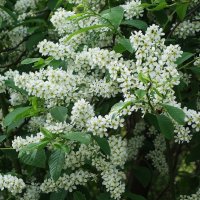 Черемуха :: Рита Симонова