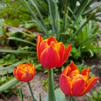 Сортовые тюльпаны :: Татьяна Пальчикова Сортовые тюльпаны :: Татьяна Пальчикова