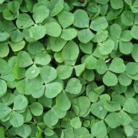 "Кашка" :: Anna Ivanova