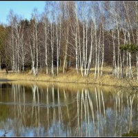 Весна пришла :: Aleksandr Gal