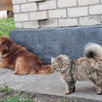 Утренние встречи :: Наталья 