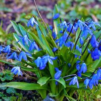 Кустик пролесок :: Светлана 