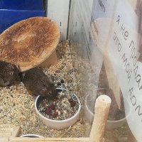 Дегу в зоомагазине. :: Ольга Довженко