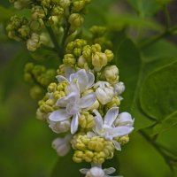 Белая Сирень :: Giant Tao /