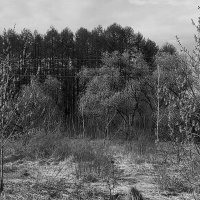 Лето, в лесу. :: Игорь Солдаткин