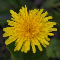 Жёлтый одуванчик :: Глеб 