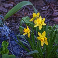 Фотозарисовка :: Владимир Кроливец