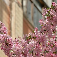 „курочка Весна" :: Сеня Белгородский