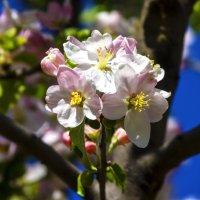 Букет :: Валентин Семчишин Букет :: Валентин Семчишин