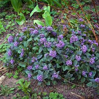 Куст цветов :: Владимир Кроливец