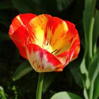 Тюльпан :: Рита Симонова