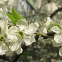 Вишневый цвет :: Елена Семигина Вишневый цвет :: Елена Семигина