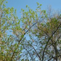 Апрельское небо :: Елена Семигина Апрельское небо :: Елена Семигина