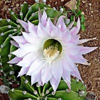 кактус :: Александр Корчемный кактус :: Александр Корчемный