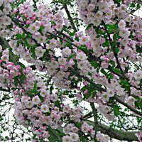 ЯБЛОНЕВОЕ ЦВЕТЕНИЕ :: Елена Куприянова 