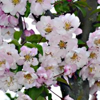 ШИКАРНЫЙ ЯБЛОНЕВЫЙ ЦВЕТ :: Елена Куприянова 