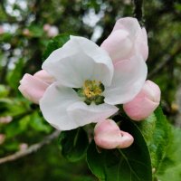 Яблони зацветают :: Галина Бобкина Яблони зацветают :: Галина Бобкина