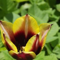 Тюльпан :: Freddy 97