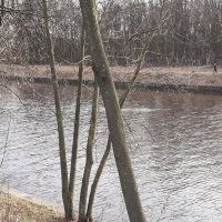 р. Охта :: Наталья Герасимова