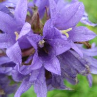 Колокольчик сборный :: Anna Ivanova Колокольчик сборный :: Anna Ivanova