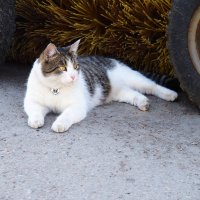 Григорий начеку :: Магомед .