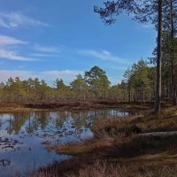 Фрагменты апрельского леса.. :: Татьян@ Ивановна