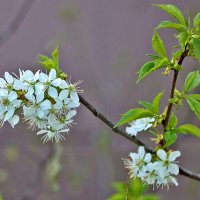 Весна пришла... :: Светлана Весна пришла... :: Светлана