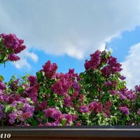 Апрель :: Нина Бутко