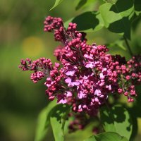 Сирень :: Ninell Nikitina