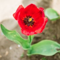 Весенний Белгород :: Михаил 