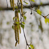 Украсилась берёза серёжками :: Елена Пономарева