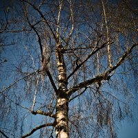 Весенние зарисовки 98 :: Алексей Кузнецов