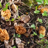 24 апреля :: краснов юрий 