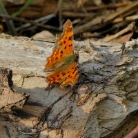 снятые сегодня бабочки 3 :: Александр Прокудин