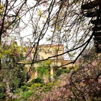 ГЛИЦИНИЯ :: Tata Wolf ГЛИЦИНИЯ :: Tata Wolf