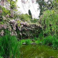 ГЛИЦИНИЯ :: Tata Wolf