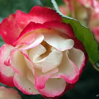 они на радость нам даны :: Олег Лукьянов