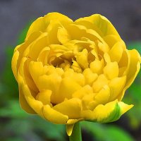 Солнечный тюльпан! :: Валентина  Нефёдова 