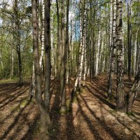 Об уходящей прозрачности апрельского леса (по календарю!) :: Андрей Лукьянов Об уходящей прозрачности апрельского леса (по календарю!) :: Андрей Лукьянов