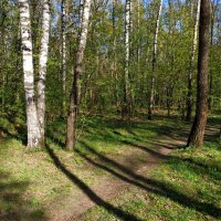 Об уходящей прозрачности апрельского леса (по календарю!) :: Андрей Лукьянов Об уходящей прозрачности апрельского леса (по календарю!) :: Андрей Лукьянов