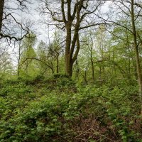 Там, где растёт ежевика... :: Николай Гирш Там, где растёт ежевика... :: Николай Гирш