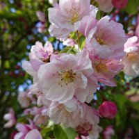 Весны цветущие сады..... :: Галина Весны цветущие сады..... :: Галина