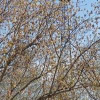 Весна :: Андрей Хлопонин