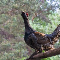 Глухарь :: SanSan 