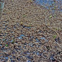 Май...Протока Сырой Аган. Осины отцвели! :: Владимир 