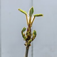 Ну, вот такой я :) :: Валерий Иванович