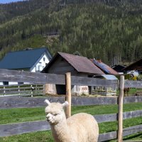 Белая альпака :: Игорь Сикорский