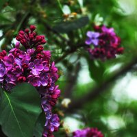 Сирень :: Юрий Гайворонскiий