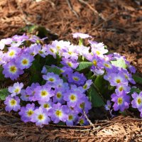 Москва. Ботанический сад МГУ. :: Наташа ***** Москва. Ботанический сад МГУ. :: Наташа *****